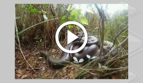 VÍDEO: registro raro de sucuris-verdes acasalando em Bonito (MS) é compartilhado por fotógrafo