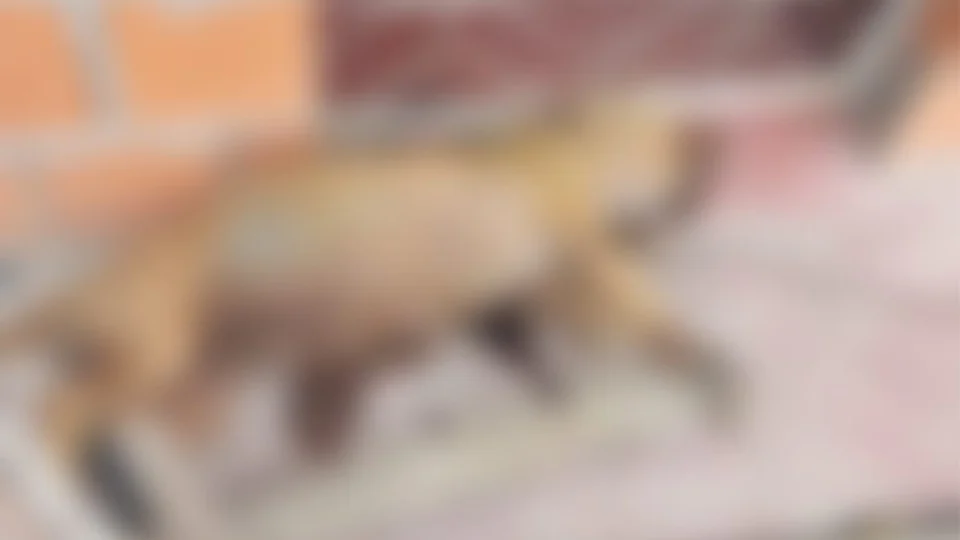 Cadela grávida da raça Pit Bull morre acorrentada em fio de aço no interior do Amazonas