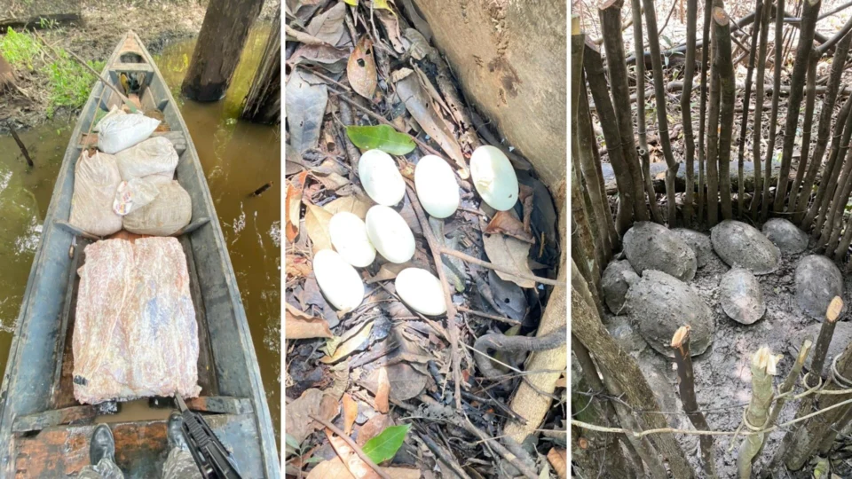 Base Arpão apreende mais de 80 quilos de carne de jacaré e 200 quilos de pirarucu