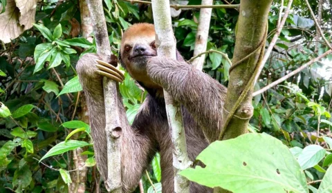 Duas preguiças-bentinho são resgatadas em casa no bairro Tarumã, em Manaus