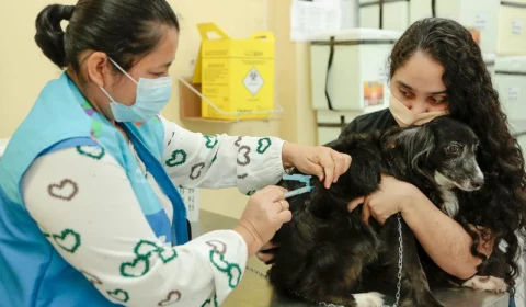 Centro de Zoonoses divulga cronograma semanal de vacinação para cães e gatos