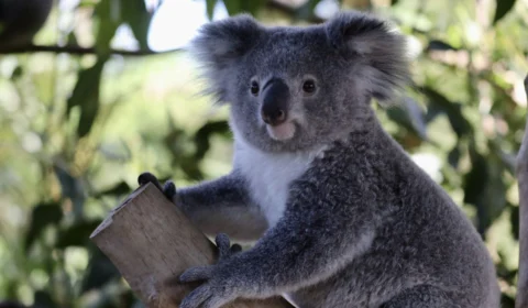 Austrália: coala entra na lista de animais em perigo de extinção