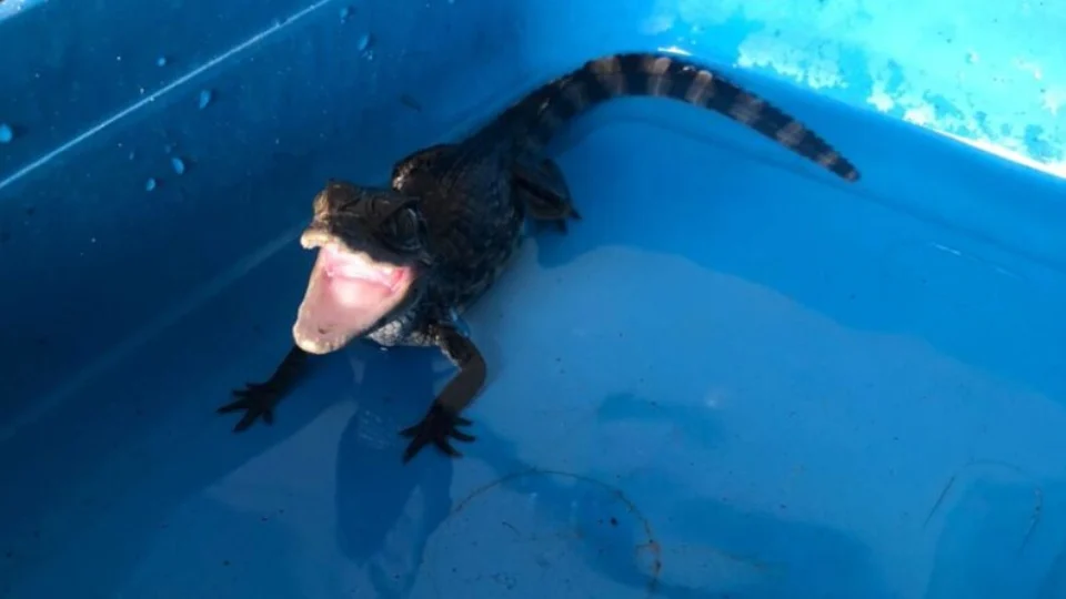 Homem é preso por tráfico de droga e manter jacaré em cárcere privado na Zona Norte de Manaus