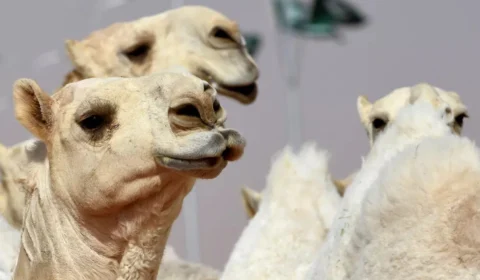 Uso de botox desclassifica camelos em concurso de beleza na Arábia Saudita