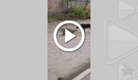 VÍDEO: jacaré é flagrado ‘passeando’ em rua de Manaus