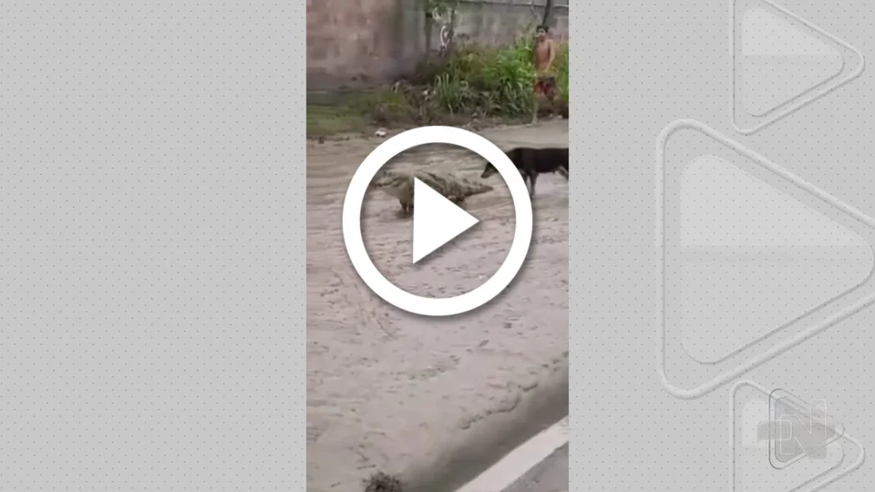VÍDEO: jacaré é flagrado ‘passeando’ em rua de Manaus