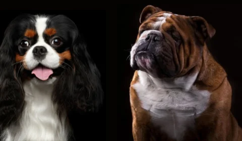 Noruega proíbe criação de Bulldog Inglês e Cavalier Spaniel