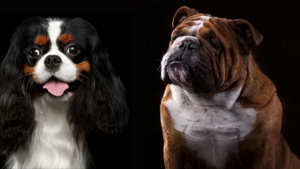 Noruega proíbe criação de Bulldog Inglês e Cavalier Spaniel