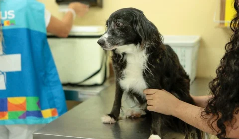 Vacinação antirrábica tem novo cronograma semanal em Manaus