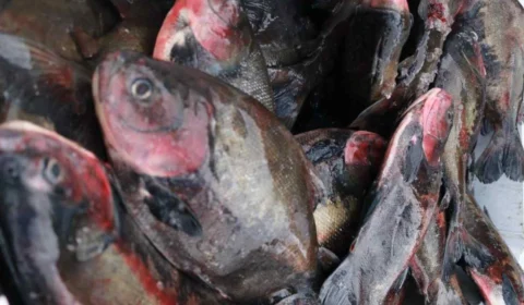 Feirão do Pescado Especial Semana Santa inicia nesta quarta-feira, em Manaus