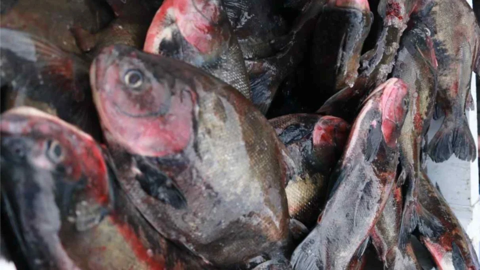 Feirão do Pescado Especial Semana Santa inicia nesta quarta-feira, em Manaus