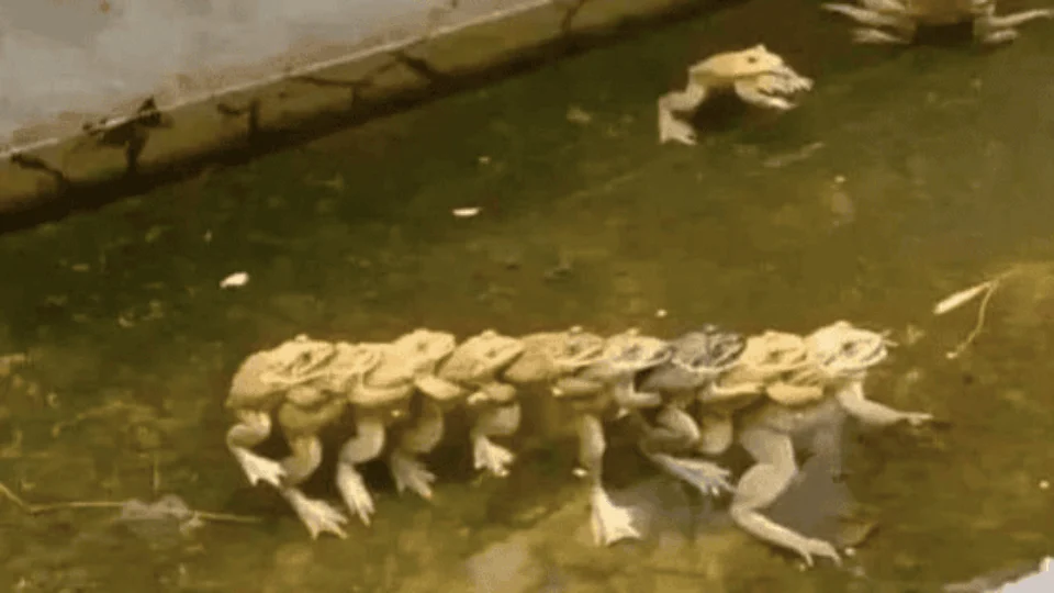 Imagem de sapos agarrados viraliza nas redes sociais
