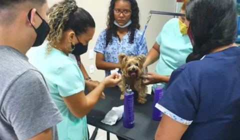 Encerra no domingo (07/08) a pré-inscrição para curso de ‘Banho e Tosa para Pets’ em Manaus