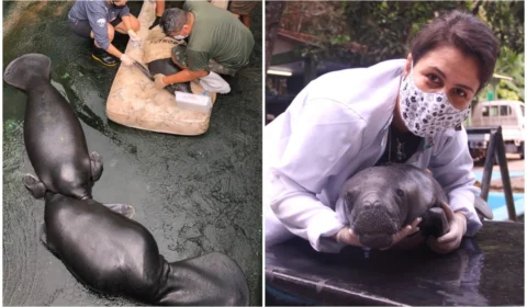 Estudo monitora mamíferos aquáticos em risco de extinção, na Amazônia