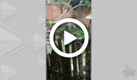 VÍDEO: homem é flagrado agredindo cachorro em Tefé, no Amazonas