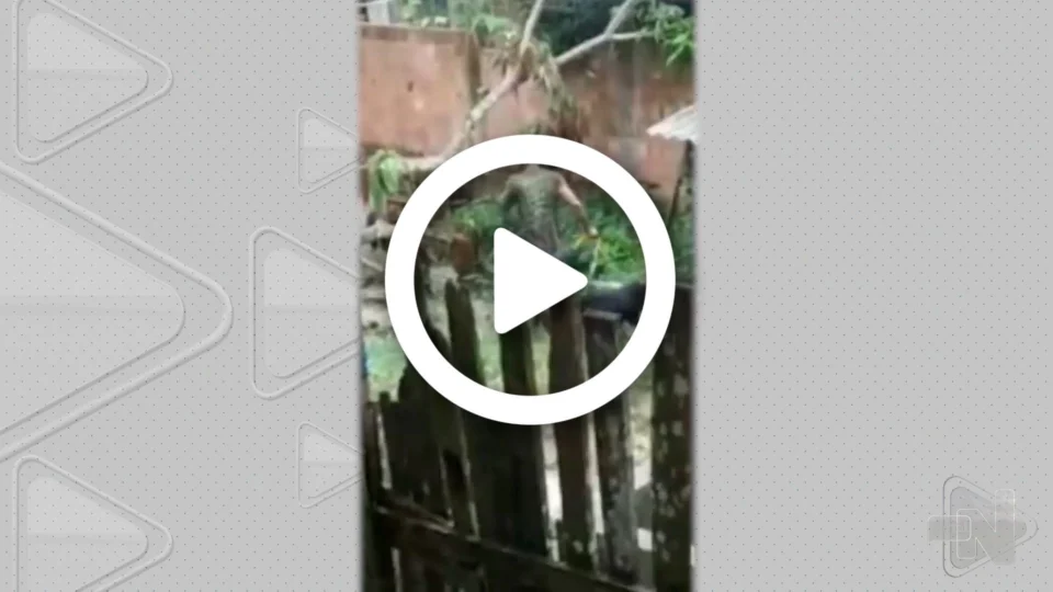 VÍDEO: homem é flagrado agredindo cachorro em Tefé, no Amazonas