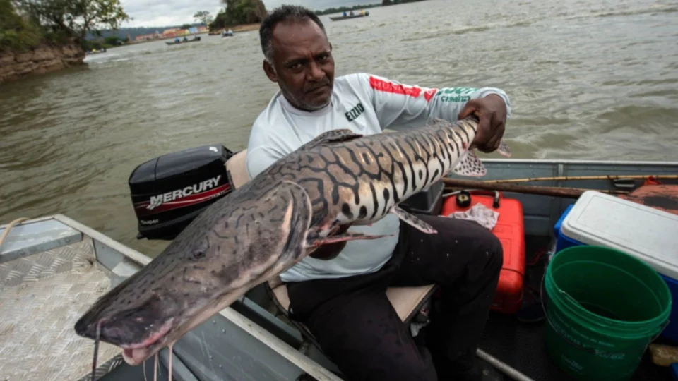 Pesca de pintado é proibida no Brasil pelo Ministério do Meio Ambiente