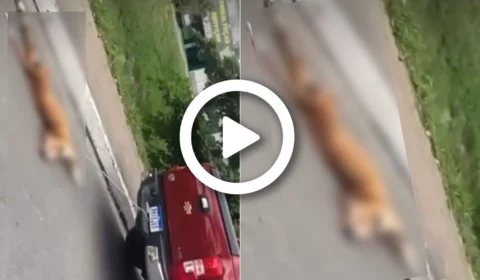 VÍDEO: cachorro é amarrado e arrastado no asfalto por carro na Zona Norte de Manaus