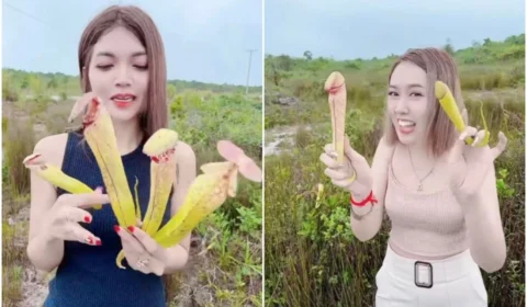Governo de Camboja pede para população parar de colher planta carnívora rara, conhecida como ‘planta-pênis’
