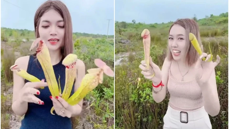 Governo de Camboja pede para população parar de colher planta carnívora rara, conhecida como ‘planta-pênis’