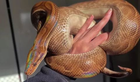 Jiboia arco-íris desaparecida de apartamento em SP é encontrada dentro de fogão, diz dona: ‘peço desculpas’