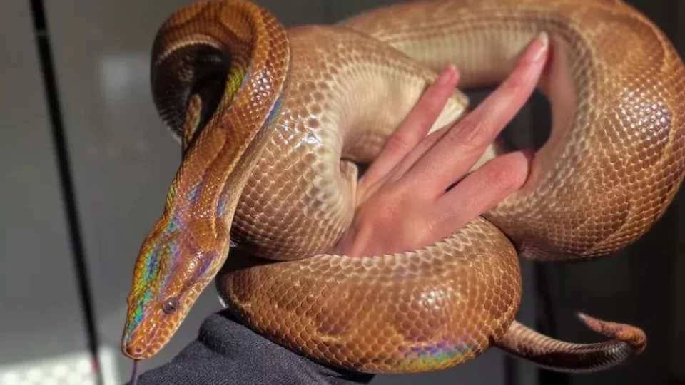 Jiboia arco-íris desaparecida de apartamento em SP é encontrada dentro de fogão, diz dona: ‘peço desculpas’