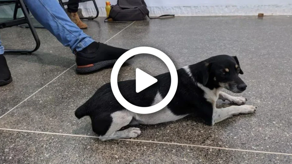 VÍDEO: conheça a história de Farofa, cachorro que vai para escola de ônibus e deve ‘se formar’ no ano que vem, no MT