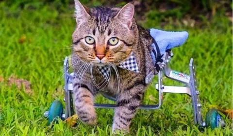 Adoção animal: conheça história de vida de Nico, um gatinho adotado mesmo sem as patas traseiras