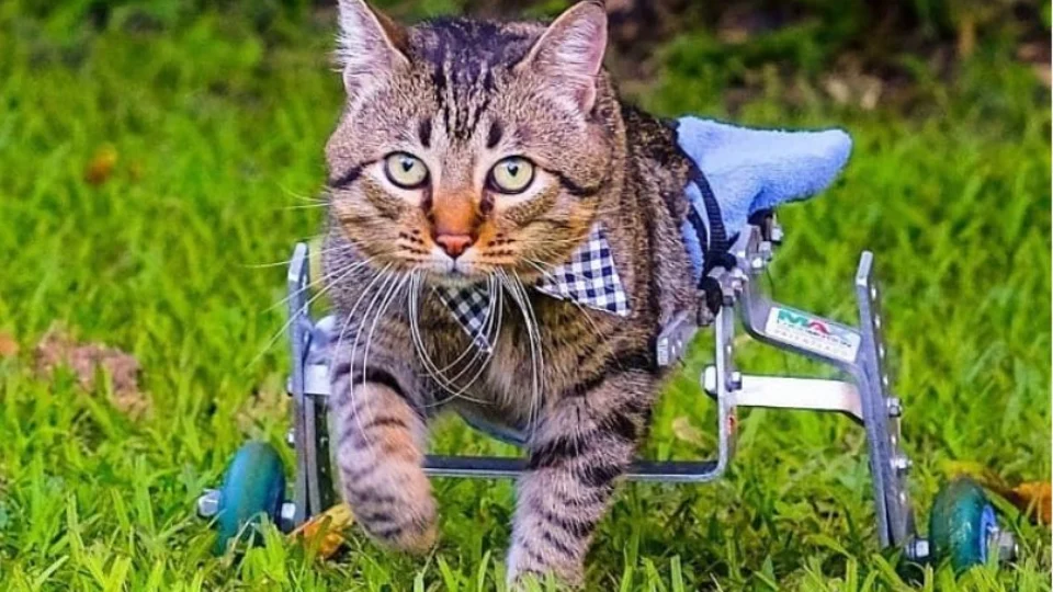 Adoção animal: conheça história de vida de Nico, um gatinho adotado mesmo sem as patas traseiras