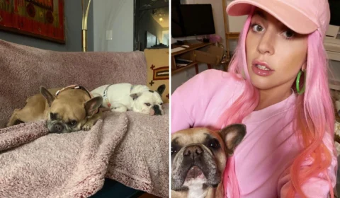 Jovem que roubou cães de Lady Gaga é condenado a 4 anos de prisão em Los Angeles