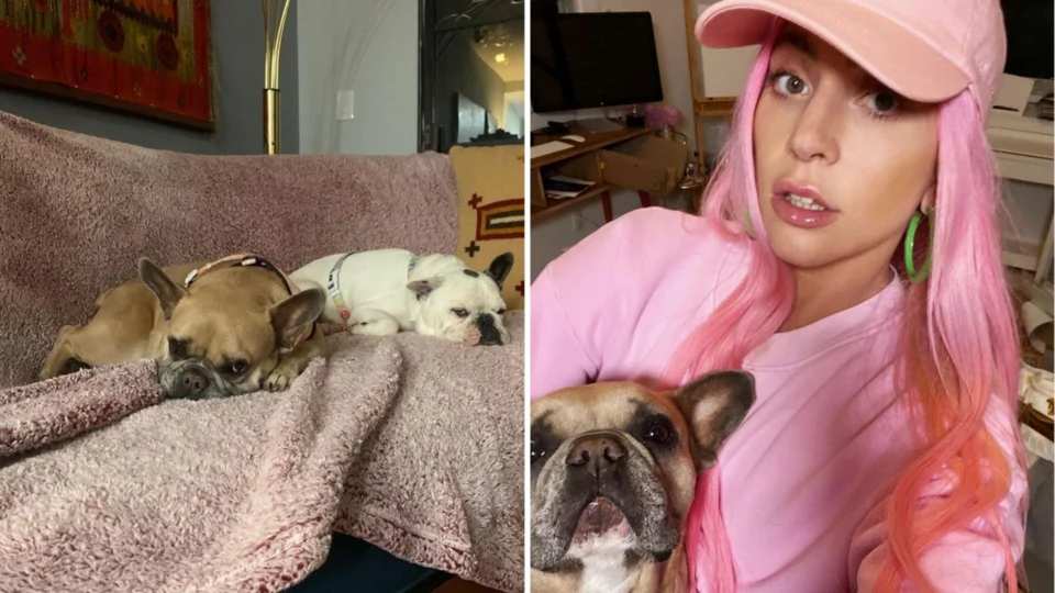 Jovem que roubou cães de Lady Gaga é condenado a 4 anos de prisão em Los Angeles