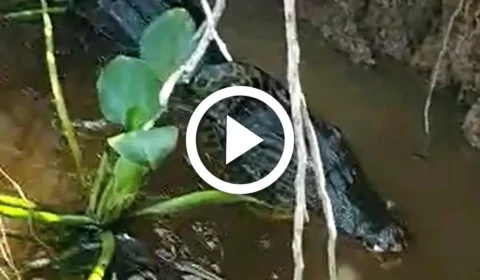 VÍDEO: jovem flagra jacaré tentando comer sucuri no Pantanal de MS
