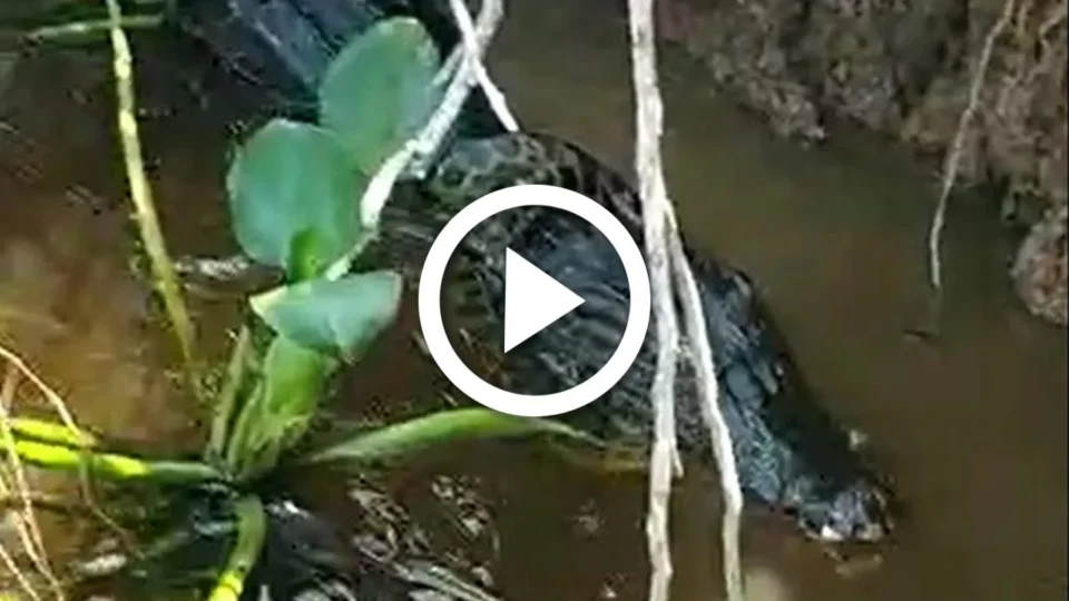 VÍDEO: jovem flagra jacaré tentando comer sucuri no Pantanal de MS
