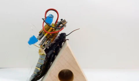 Japoneses criam baratas ciborgues para localizar pessoas em desastres