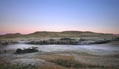 Vegetação amanhece coberta pelo gelo na Serra de Santa Catarina; veja fotos