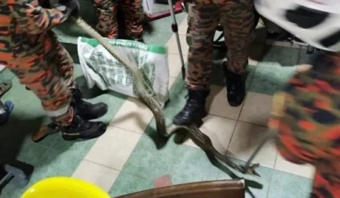 Homem é picado nas nádegas por cobra píton, ao usar banheiro de casa, na Malásia