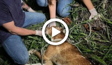 VÍDEO: laudo veterinário revela que cadela foi arrastada viva por carro em Manaus