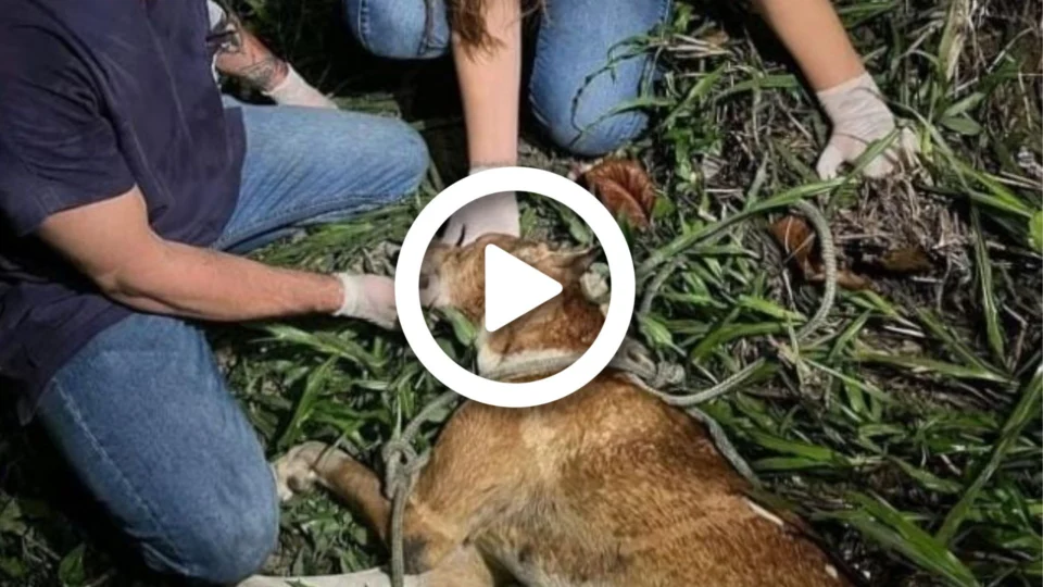 VÍDEO: laudo veterinário revela que cadela foi arrastada viva por carro em Manaus