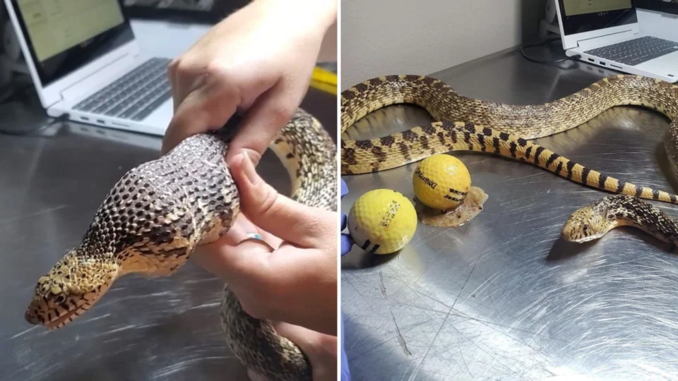 Cobra bullsnake engole bolas de golfe pensando que eram ovos de galinha, nos EUA