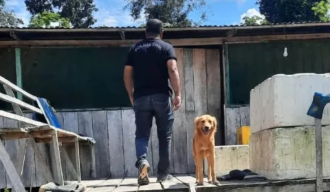 Caso Dom e Bruno: canoas que podem ter transportado os corpos do indigenista e do jornalista são apreendidas pela polícia do Amazonas