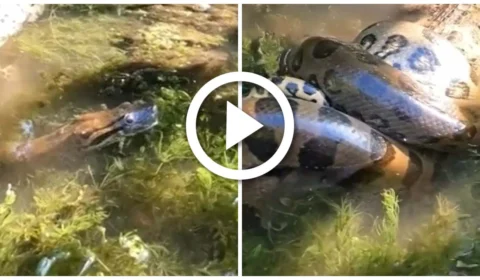 VÍDEO: cobra é flagrada matando jacaré em rio do Mato Grosso do Sul