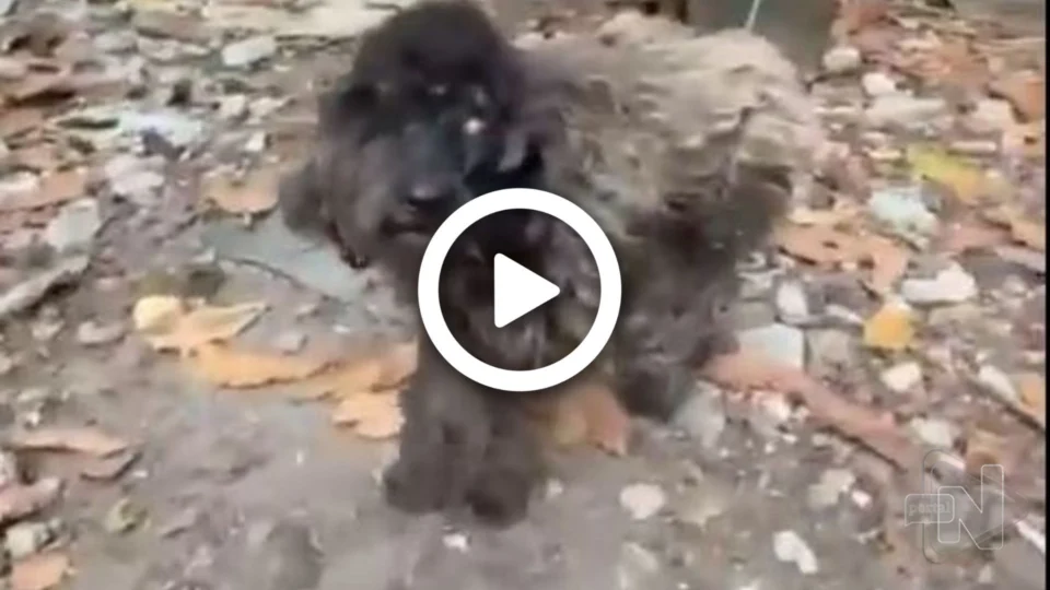 VÍDEO: cachorro em situação de maus-tratos é resgatado de fundo de quintal na Zona Sul de Manaus