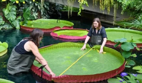 Nova espécie de vitória-régia gigante é descoberta por cientistas, em Londres; veja fotos