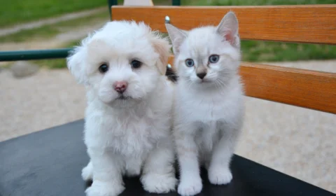 Projeto de Lei pretende incluir contagem de cães e gatos no Censo Demográfico do País