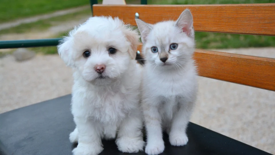 Projeto de Lei pretende incluir contagem de cães e gatos no Censo Demográfico do País