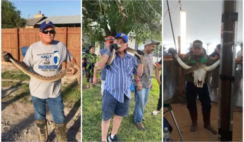 Domador de cobras experiente morre após ser picado por cascavel em festival, nos EUA