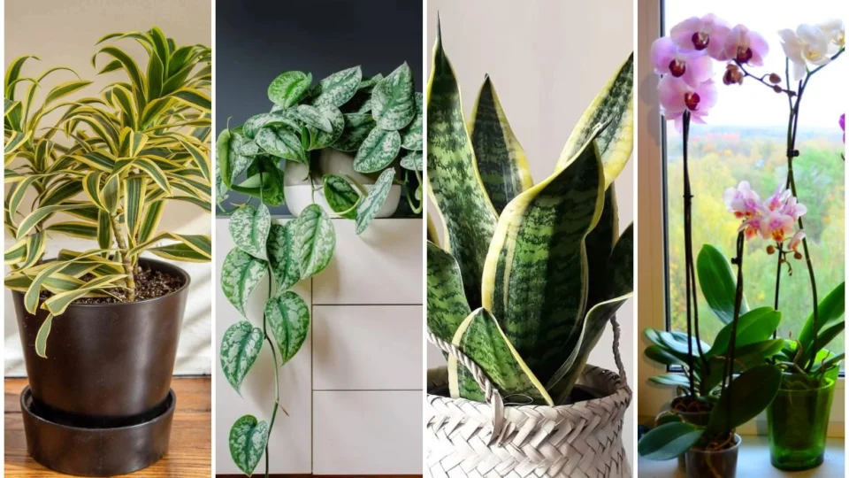 Casa & Decor: cinco espécies de plantas ideais para ter em apartamento