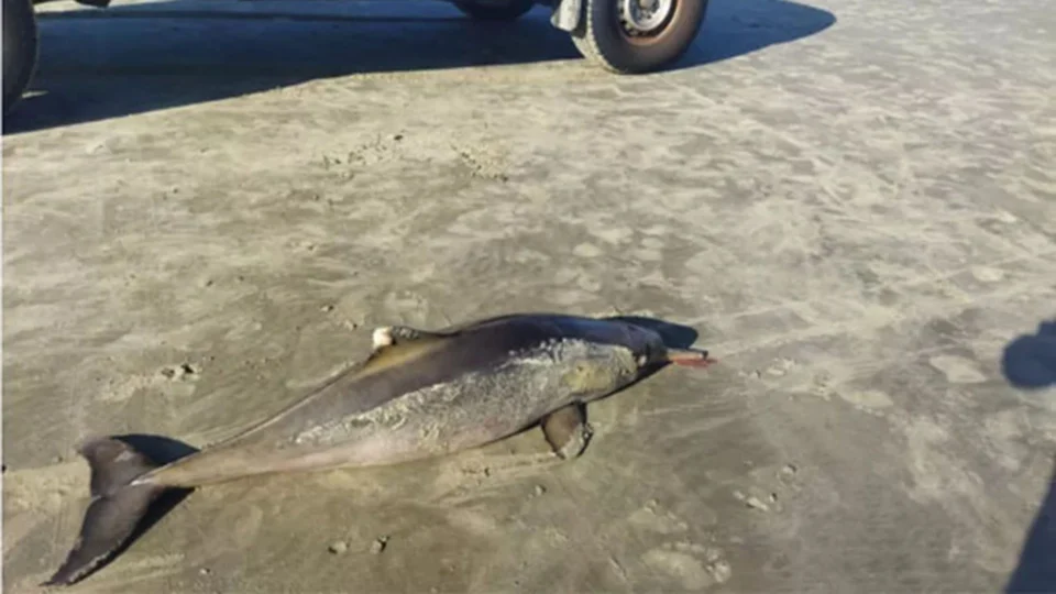 Dois golfinhos são encontrados mortos em São Paulo