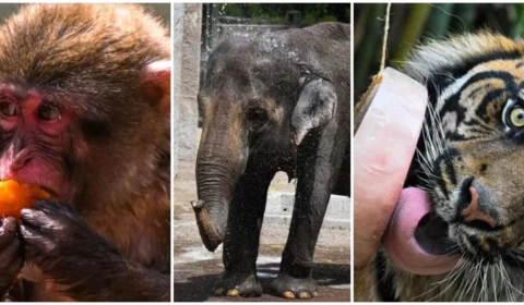 Onda de calor leva zoológico a oferecer picolés de fruta e carne para animais em Roma