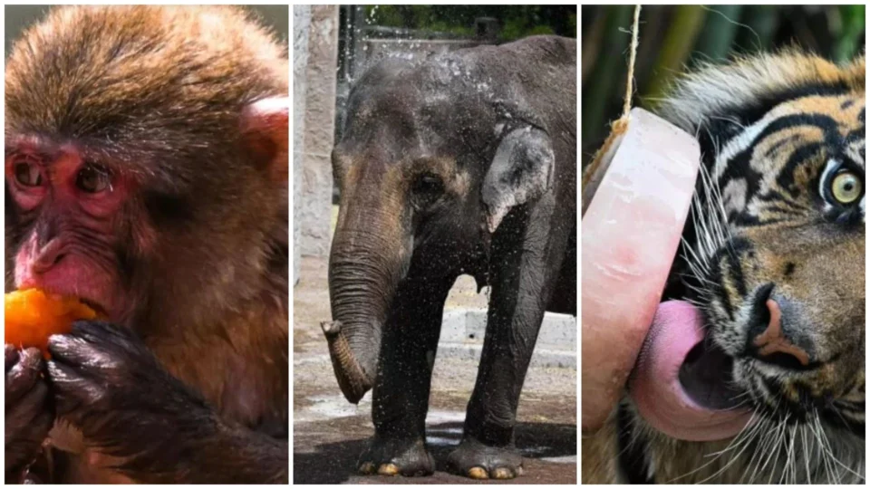 Onda de calor leva zoológico a oferecer picolés de fruta e carne para animais em Roma